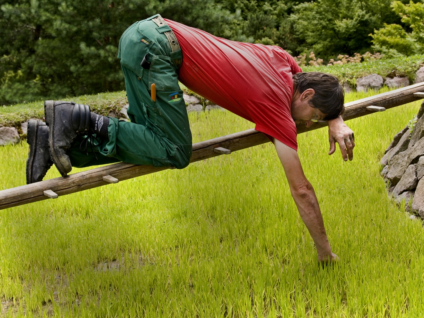 Der Gärtner - von Erich Hacker