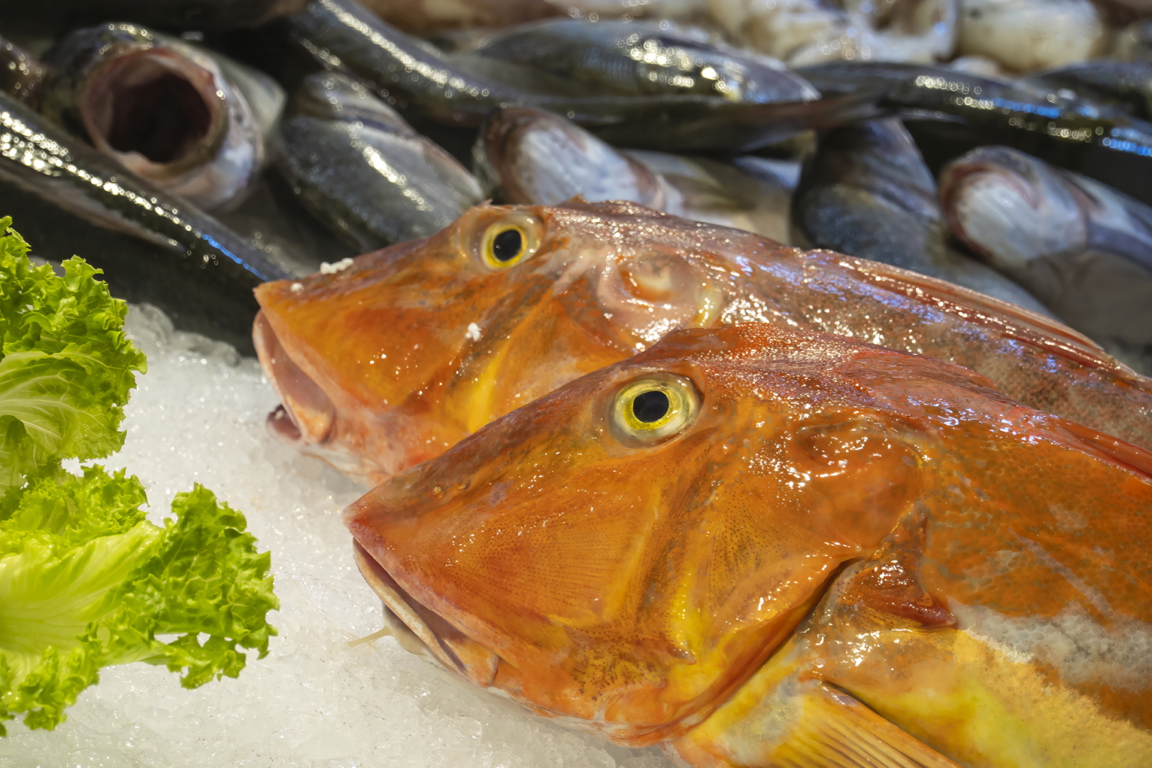 Frischer Fisch - von Johannes Heumann
