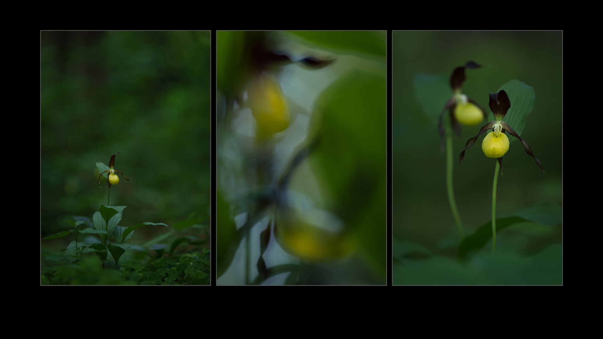 Im Schuh-Wald - von Torsten Christ