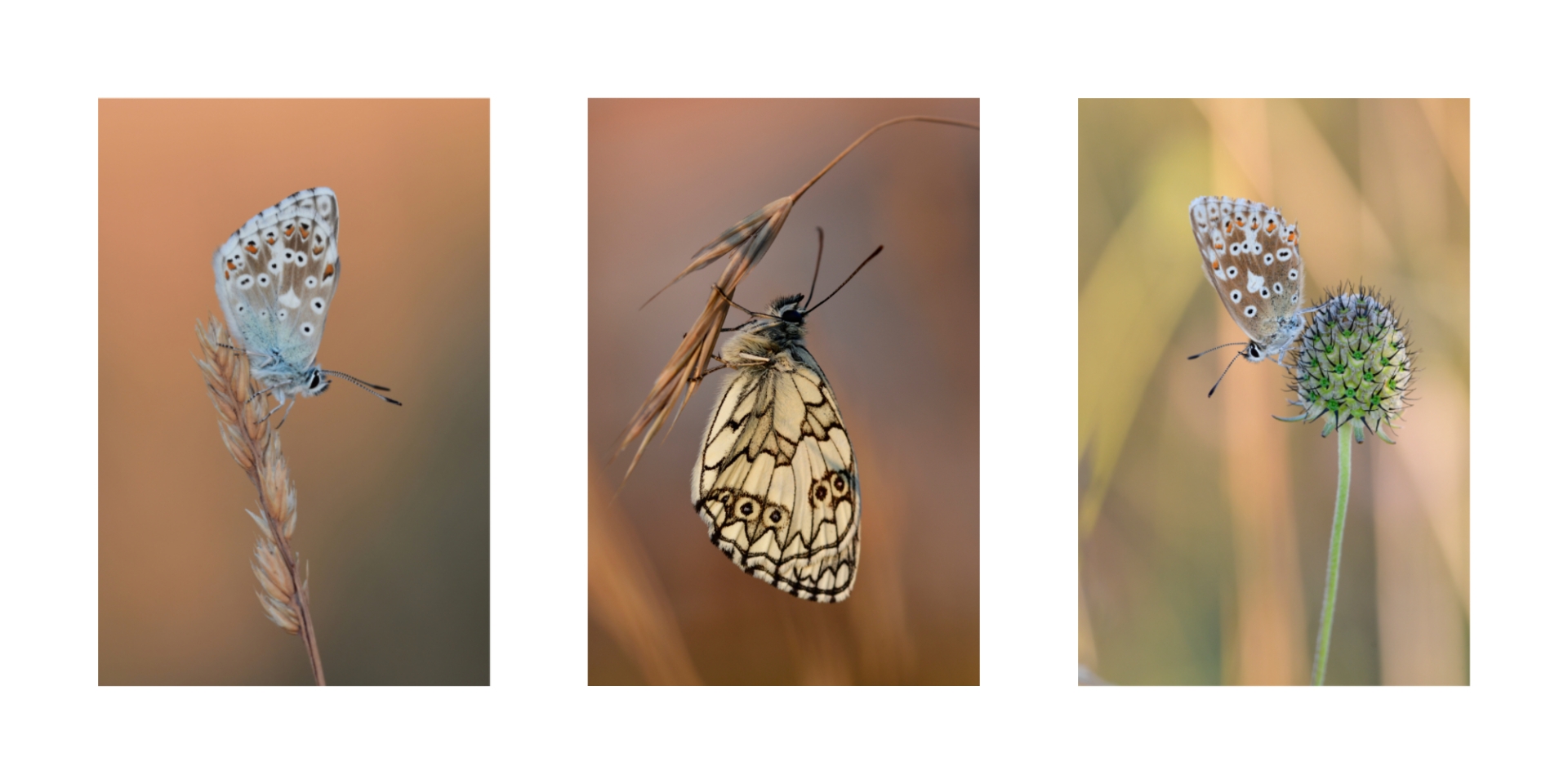 Butterflies - von Susanne Deinhardt