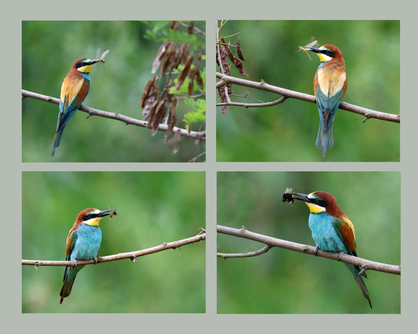 Insektenjäger - von Erich Hacker