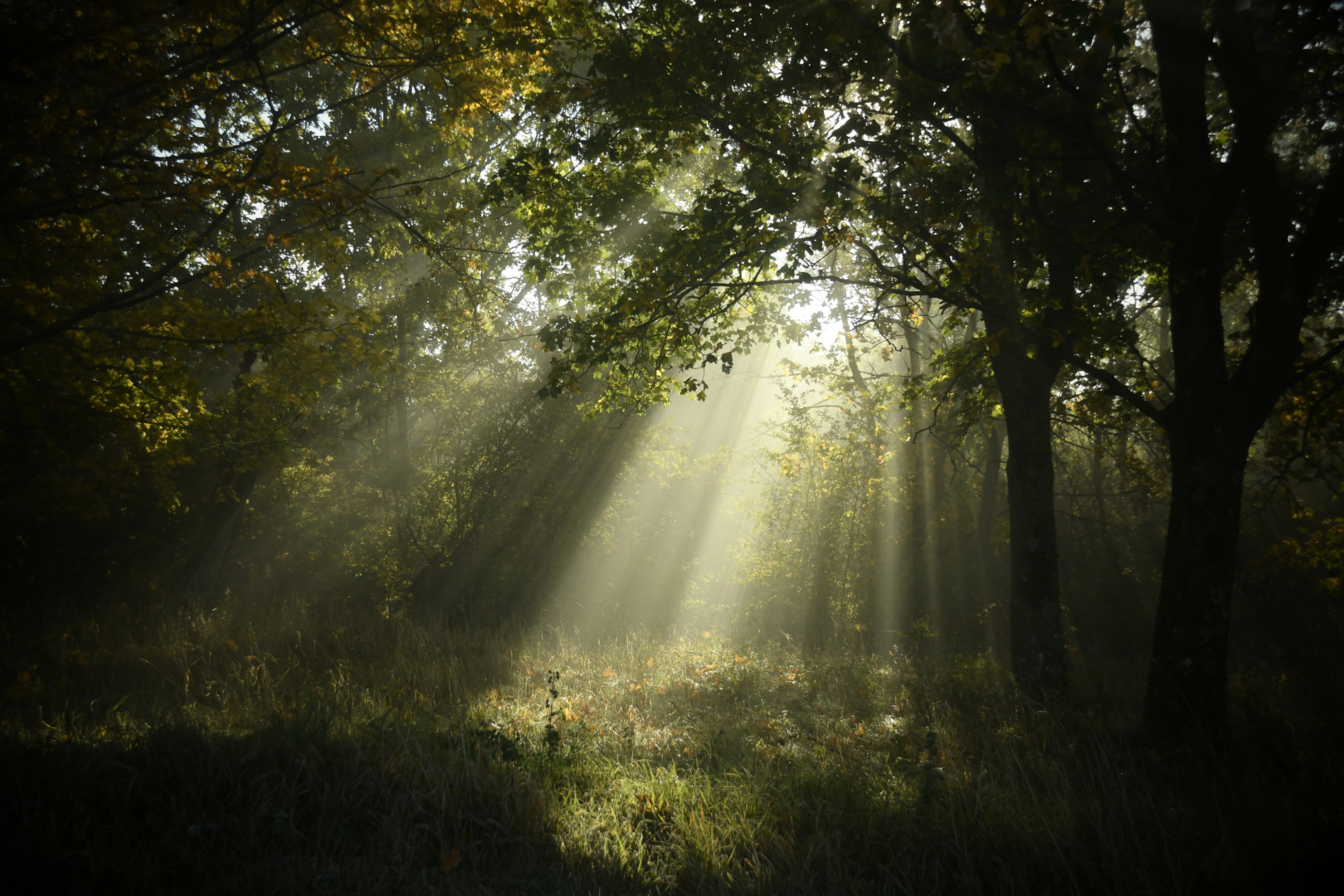 magic forest - von Susanne Deinhardt