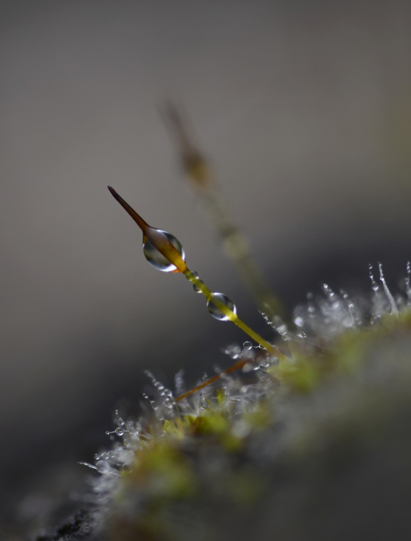 magic world - Foto: Susanne Deinhardt