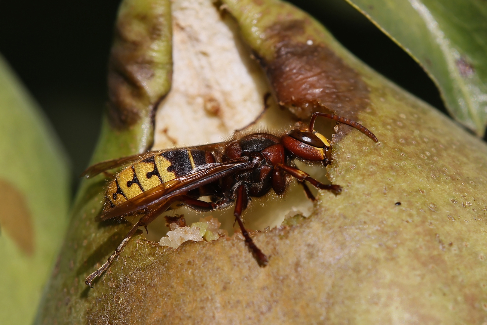 Hornisse - von Erich Hacker