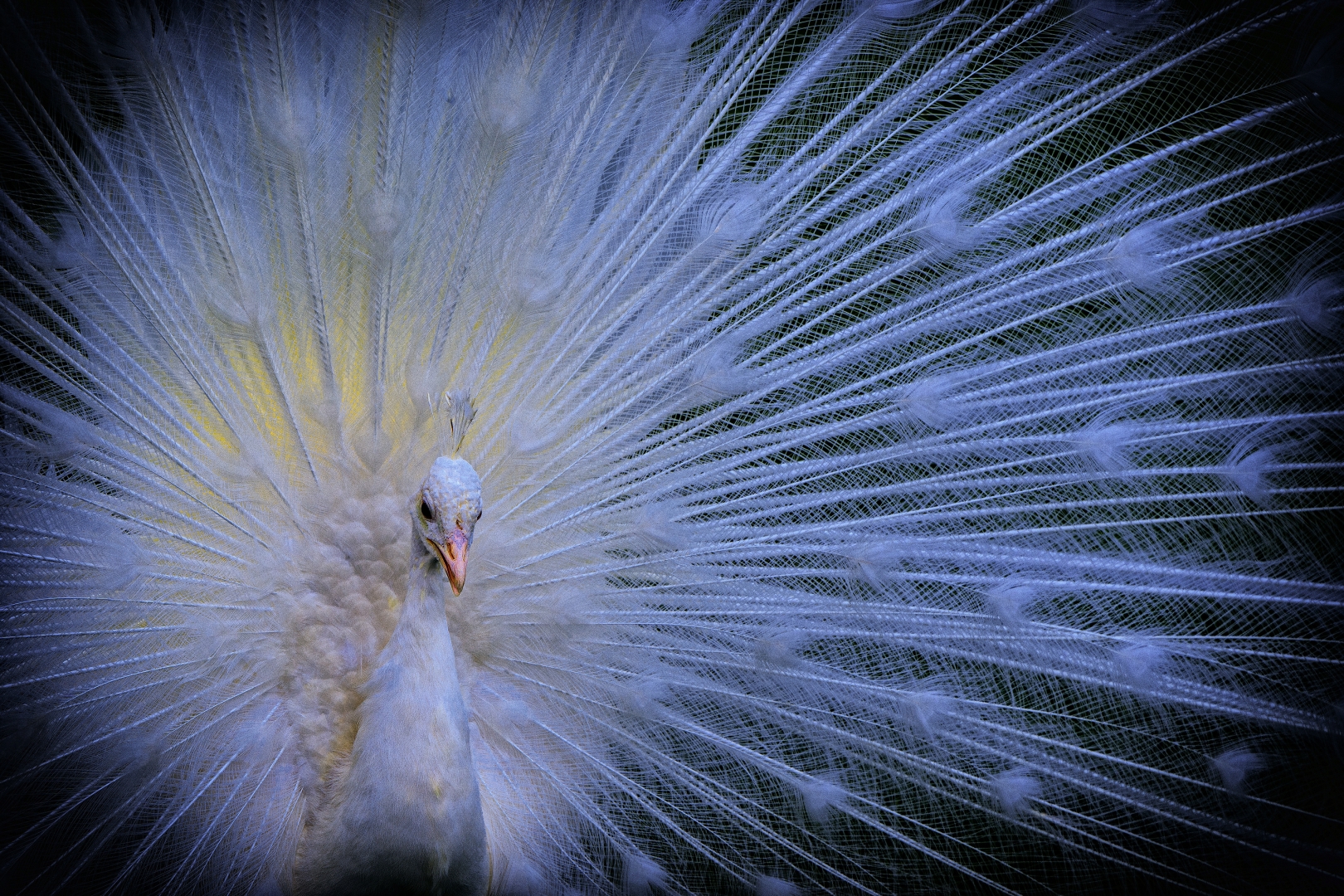 Pfau - Foto: Johannes Heumann