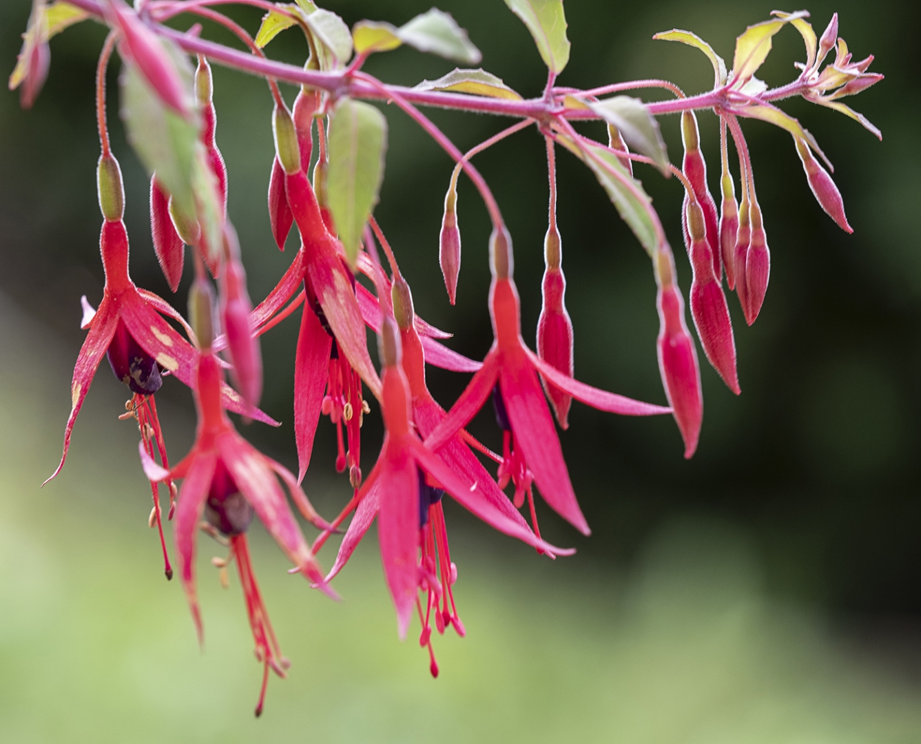 Fuchsienblüten - Foto: Oswald Engelhardt