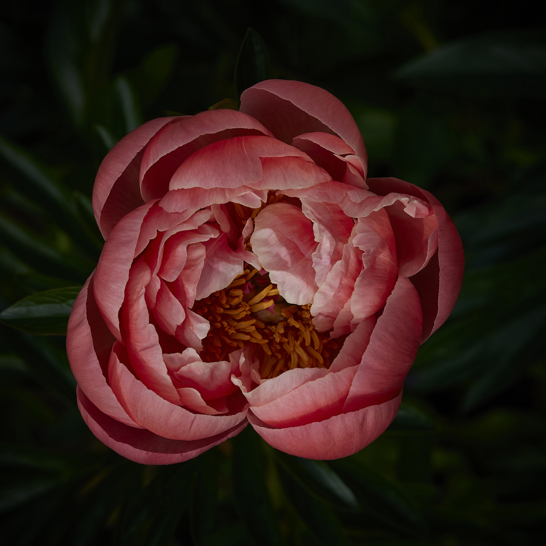 2. Platz für „Päonie“ von Hermann Waltz